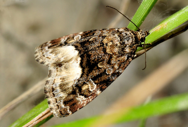 Noctuidae - Deltote (Protodeltote) pygarga